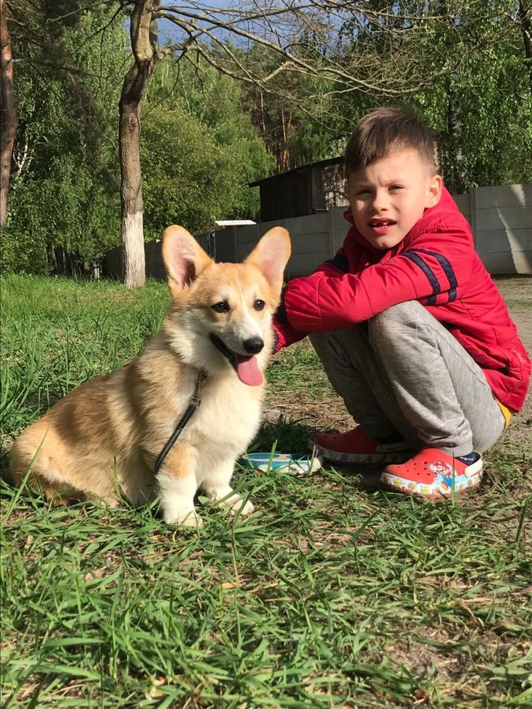 Подросток девочка для выставок и  розведения