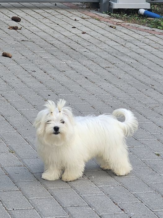 Maltańczyk  szczenię