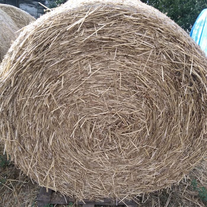 Продам сено,  сіно суданки