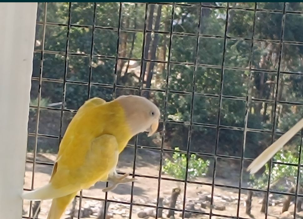 Cabeça de ameixa F.Diluida