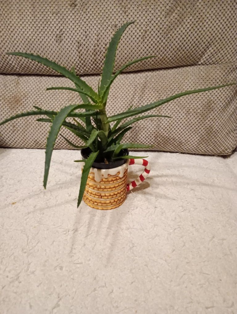 Aloes średni z dwoma odmużkami