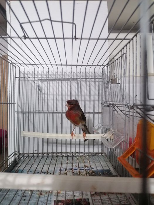 Canários arlequim português