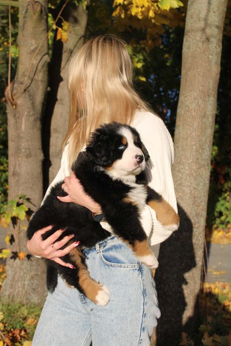 Berneński Pies Pasterski ZkwP oddział Wrocław/FCI