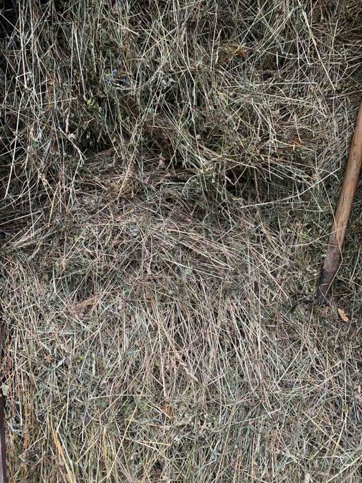 Продам сіно