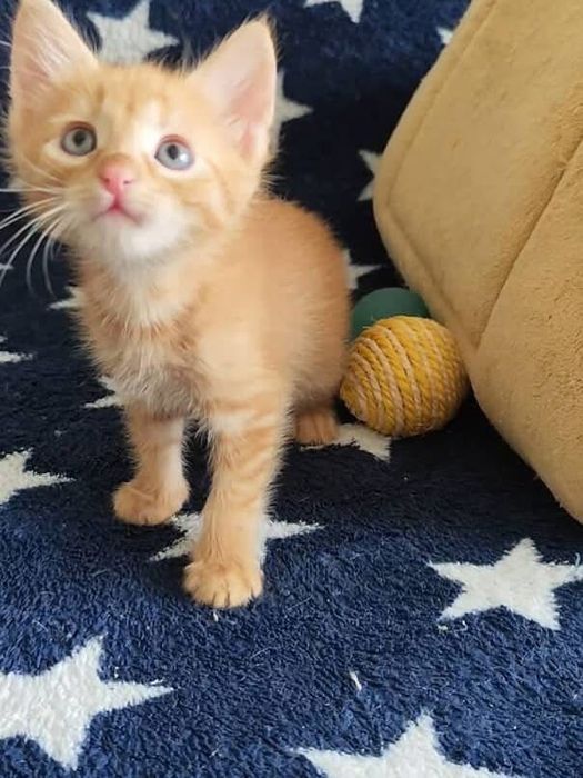Красивый рыжий котёнок бесплатно