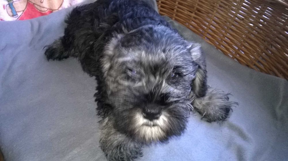 sznaucer miniaturowy