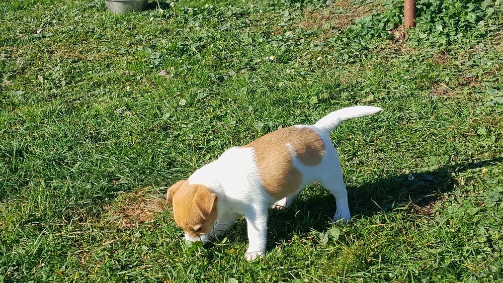 Jack Russell terrier suczka