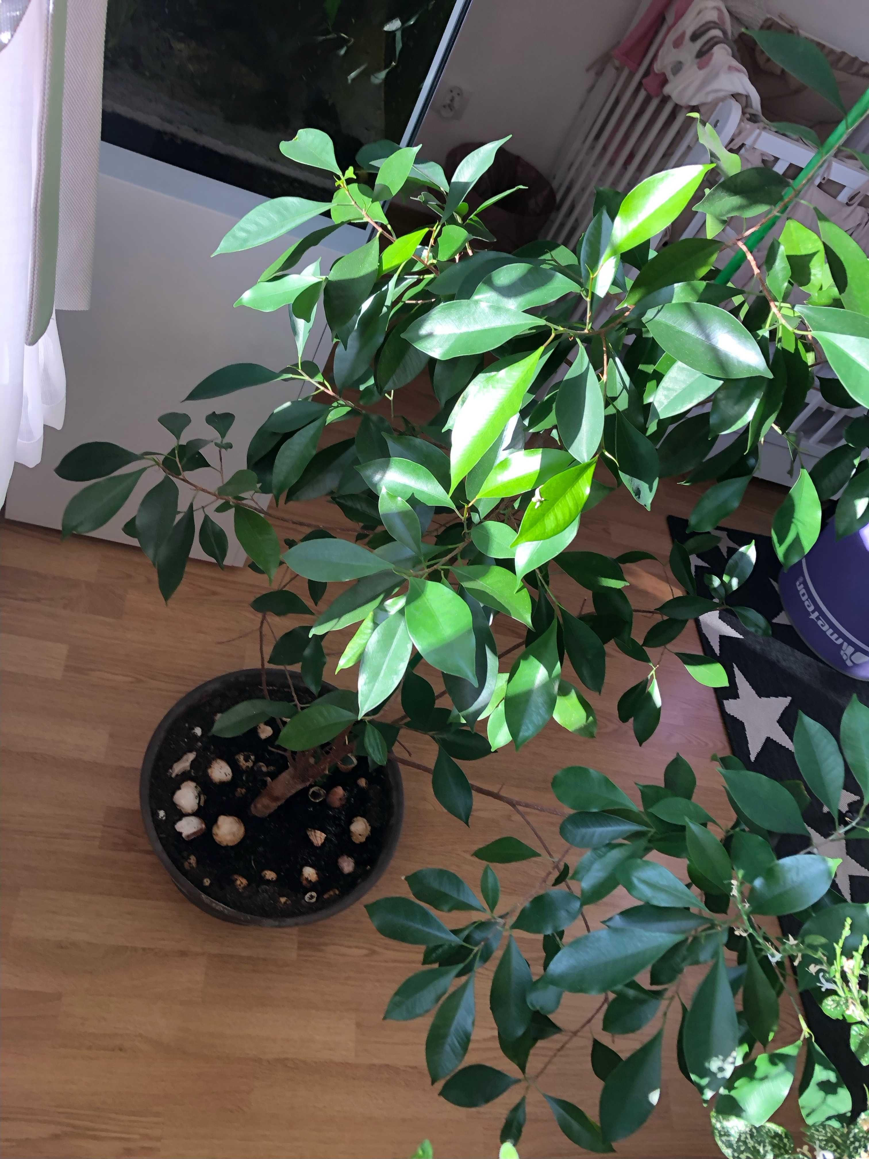 Domowy kwiat Figowiec Benjamiński