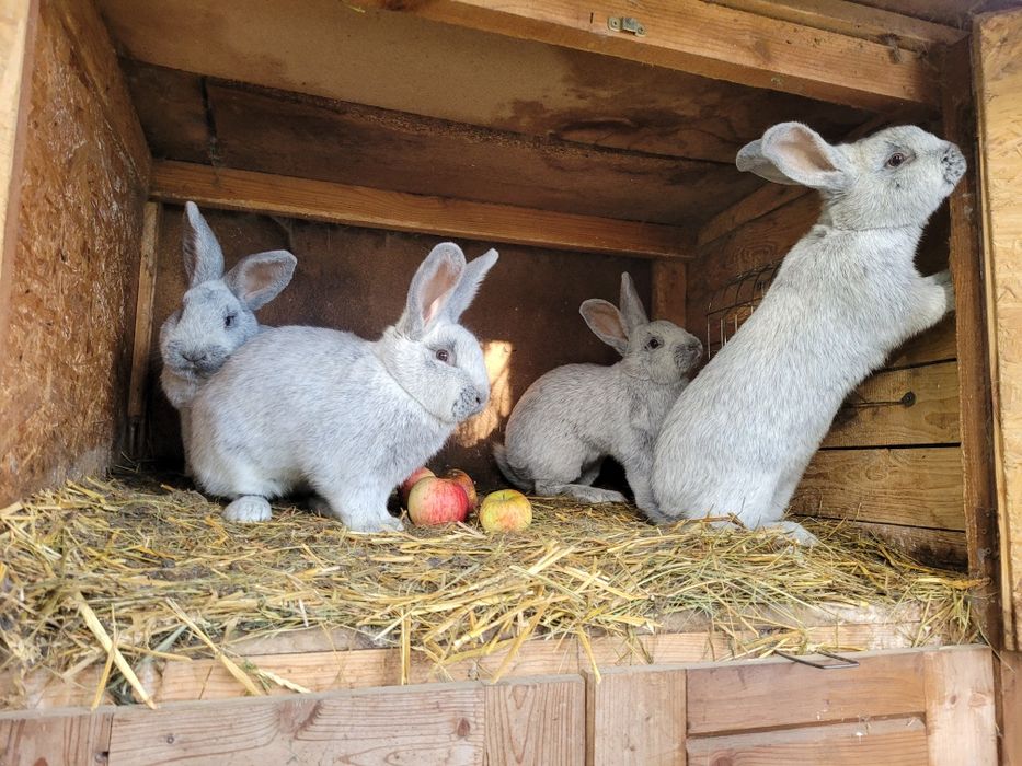 Wjs Wielki Jasno Srebrzysty samce