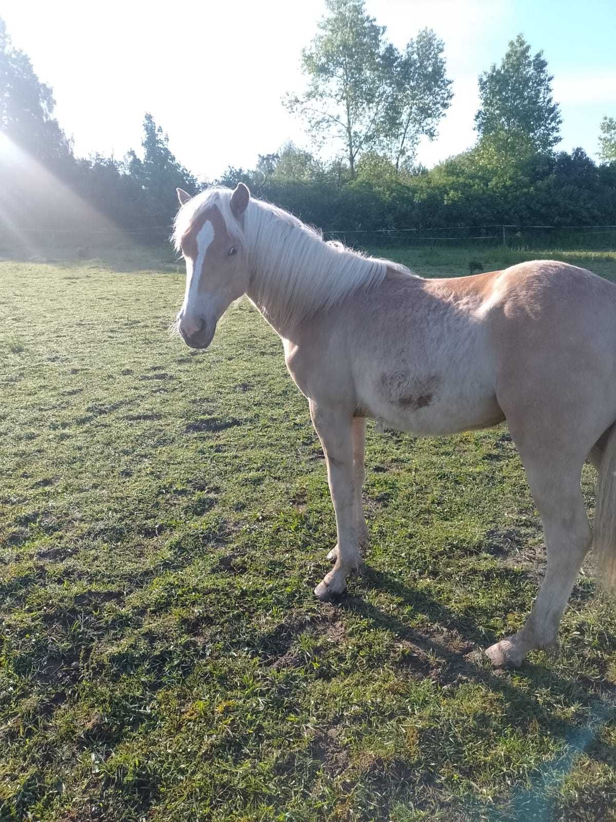 Koń ogier haflinger