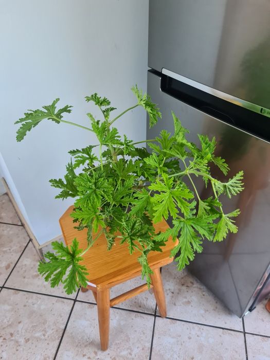 Kwiat doniczkowy pelargonia pachnąca