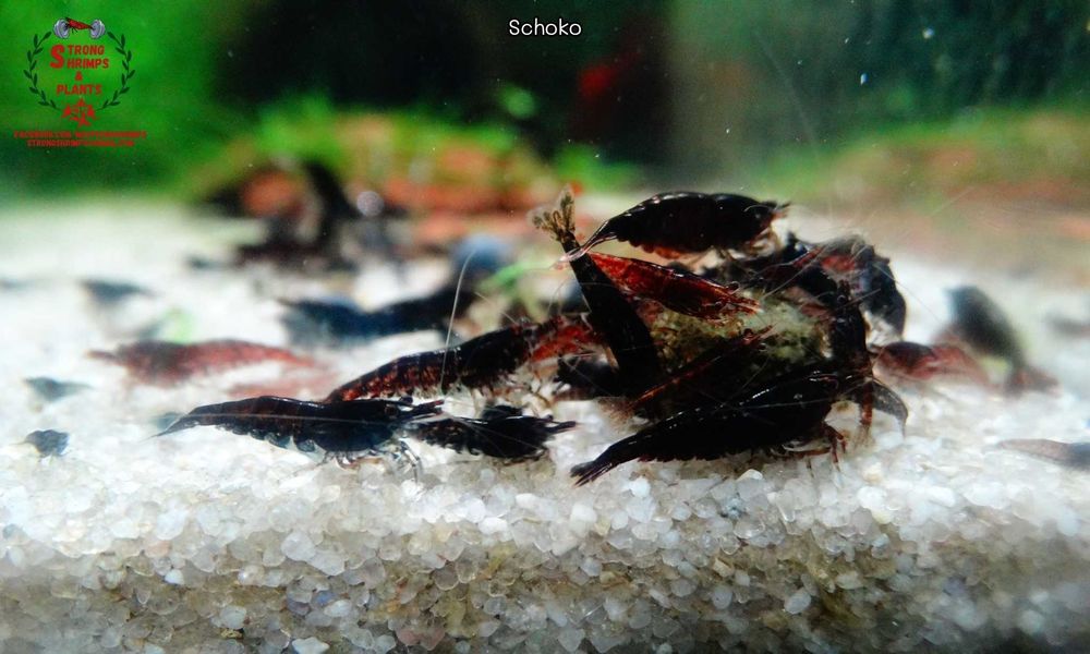 Krewetki Neocaridina Mix kolorów woda kranowa ZAMIANA GRATIS PROMOCJA