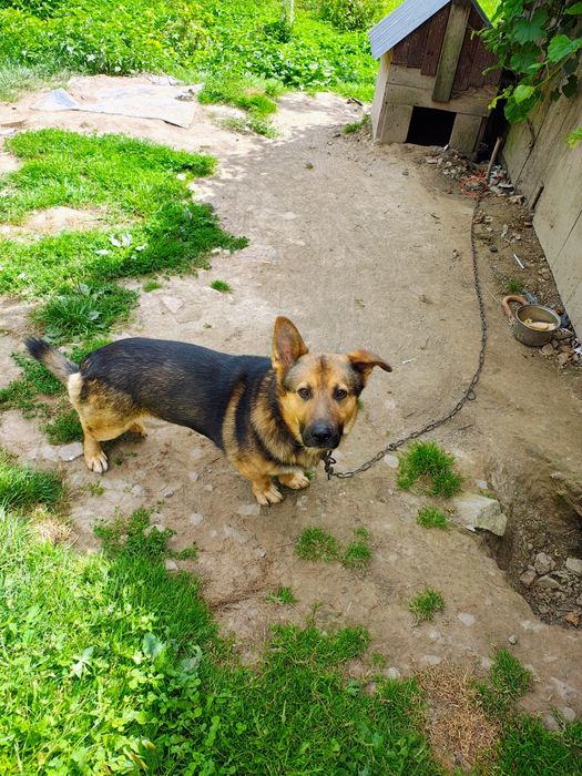 Szarik do adopcji na cito