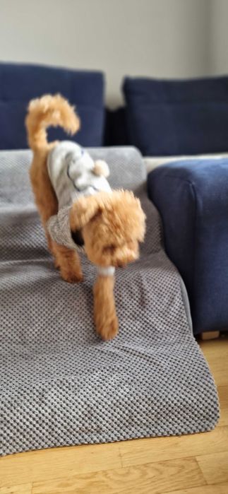 Schody dla psa stan bardzo dobry