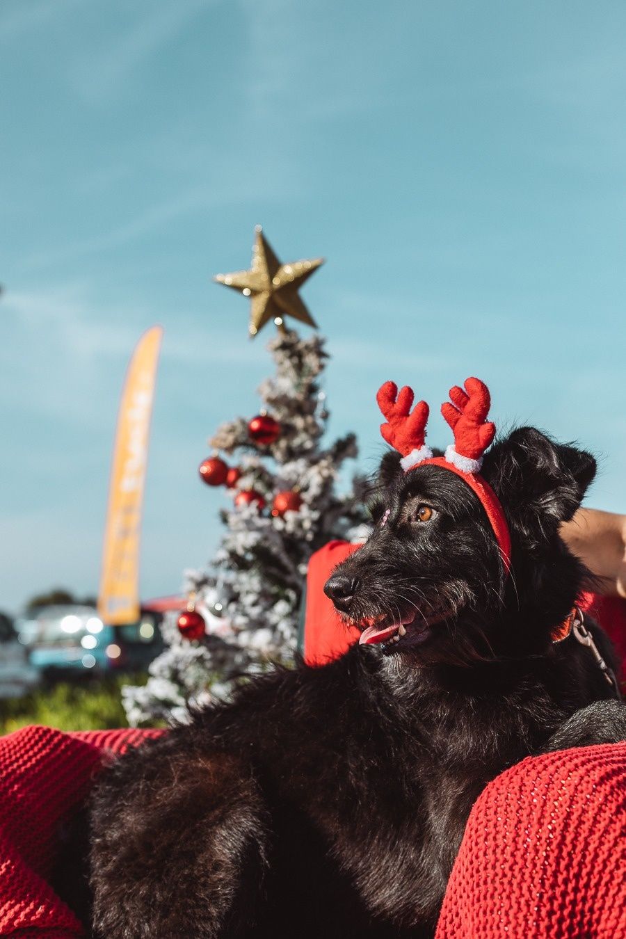 Cadela para adopção