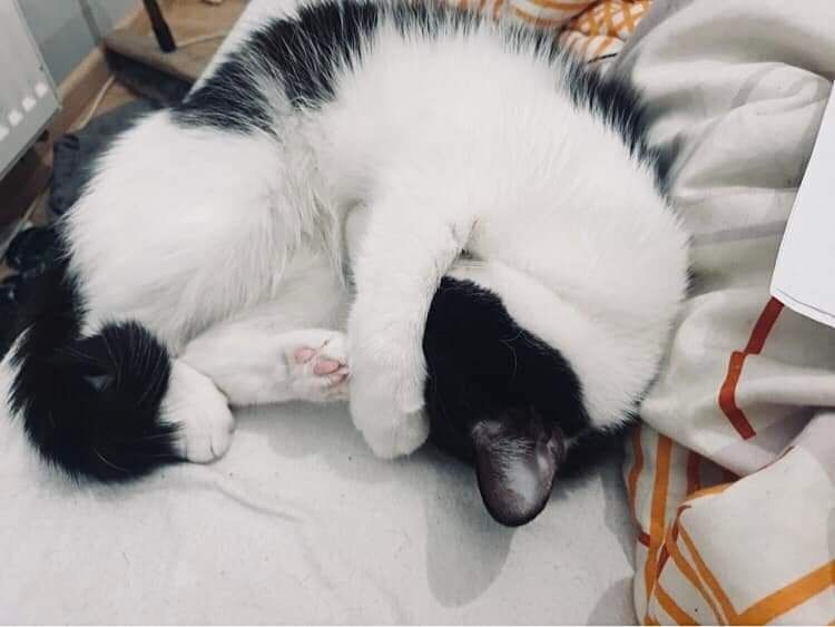 Timon i Aniela szukają domu