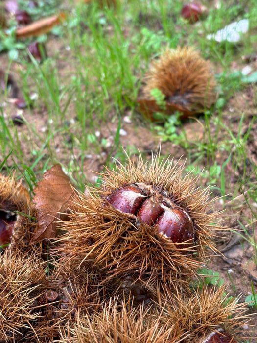 Vendo castanhas transmontanas