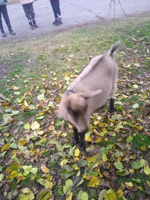 Продам котних коз