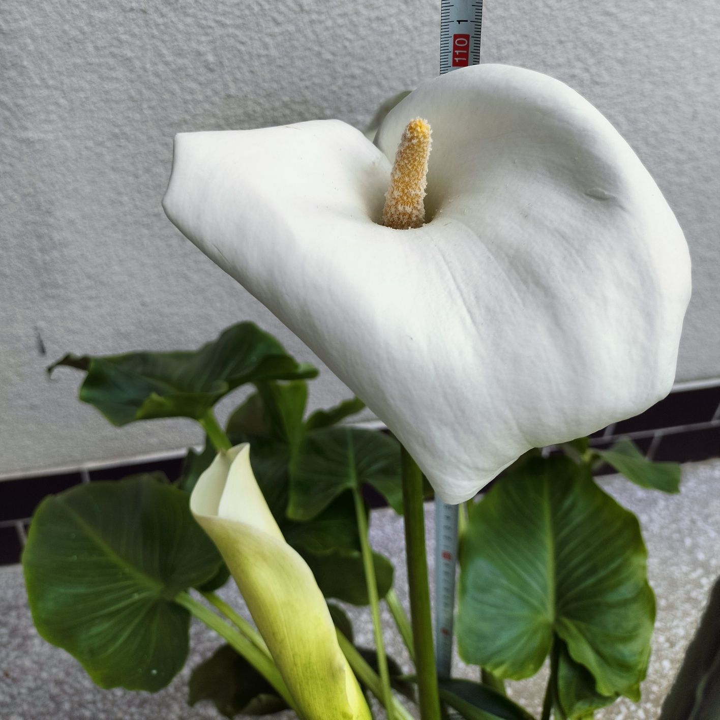 Kwiat / Kwiatek doniczkowy -Zantedeschia, Calla, Kalla, Kalia-ok 110cm