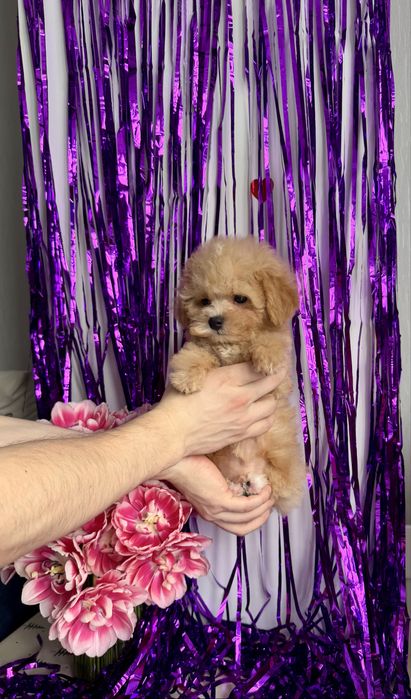 Лялькова дівчинка мальтіпу крем бебі фейс тикап maltipoo є доставка