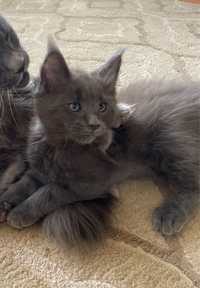 Maine Coon FPL PO CHAMPIONIE Blue Solid