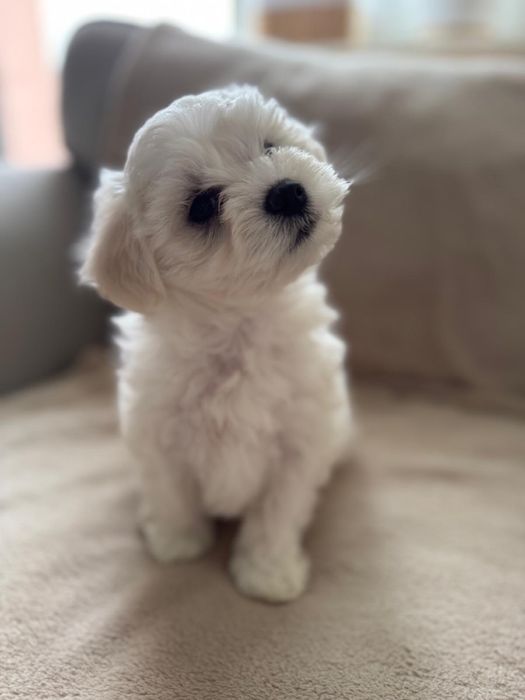 Oddam sunie maltańczyk