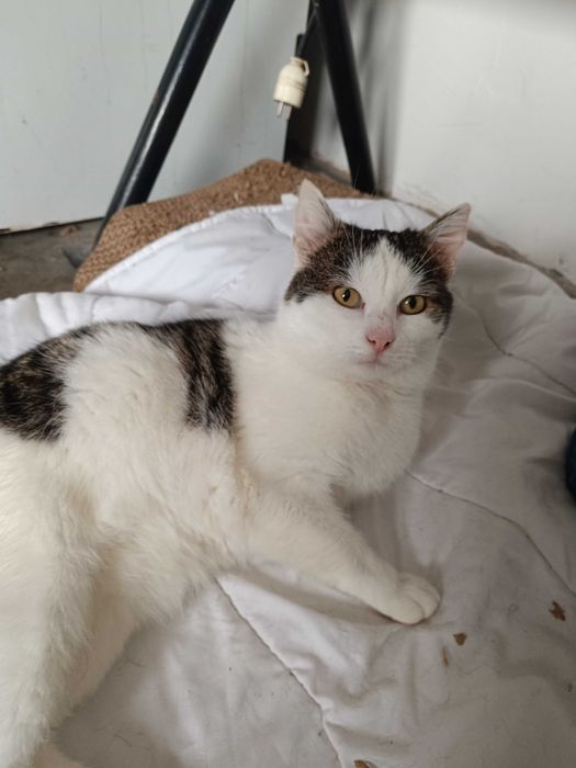 Kotek do adopcji Kęty