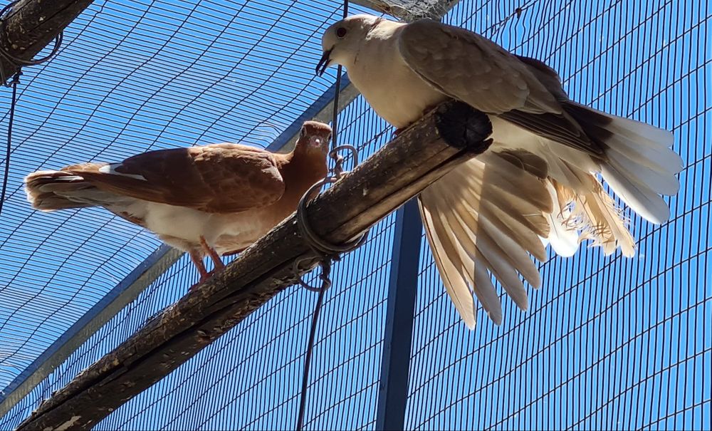 Pombas, pombos papo de Pomerânia, capuchinho, cambalhota port e leque