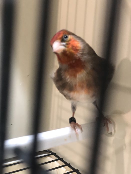 Hibrido de Carduelis Carduelis x Serinus Canaria