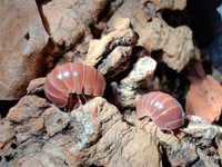 Armadillo officinalis brown Isopod/kulanki/ekipa sprzątająca