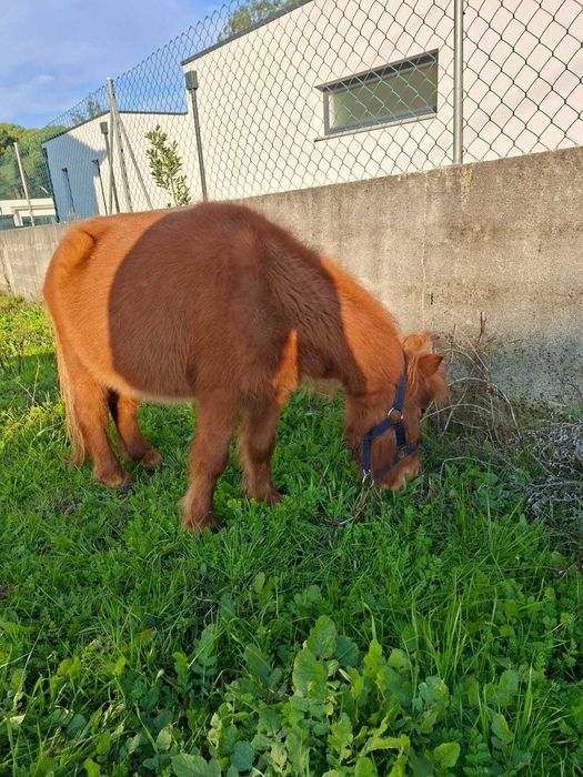 Mini poney fêmea