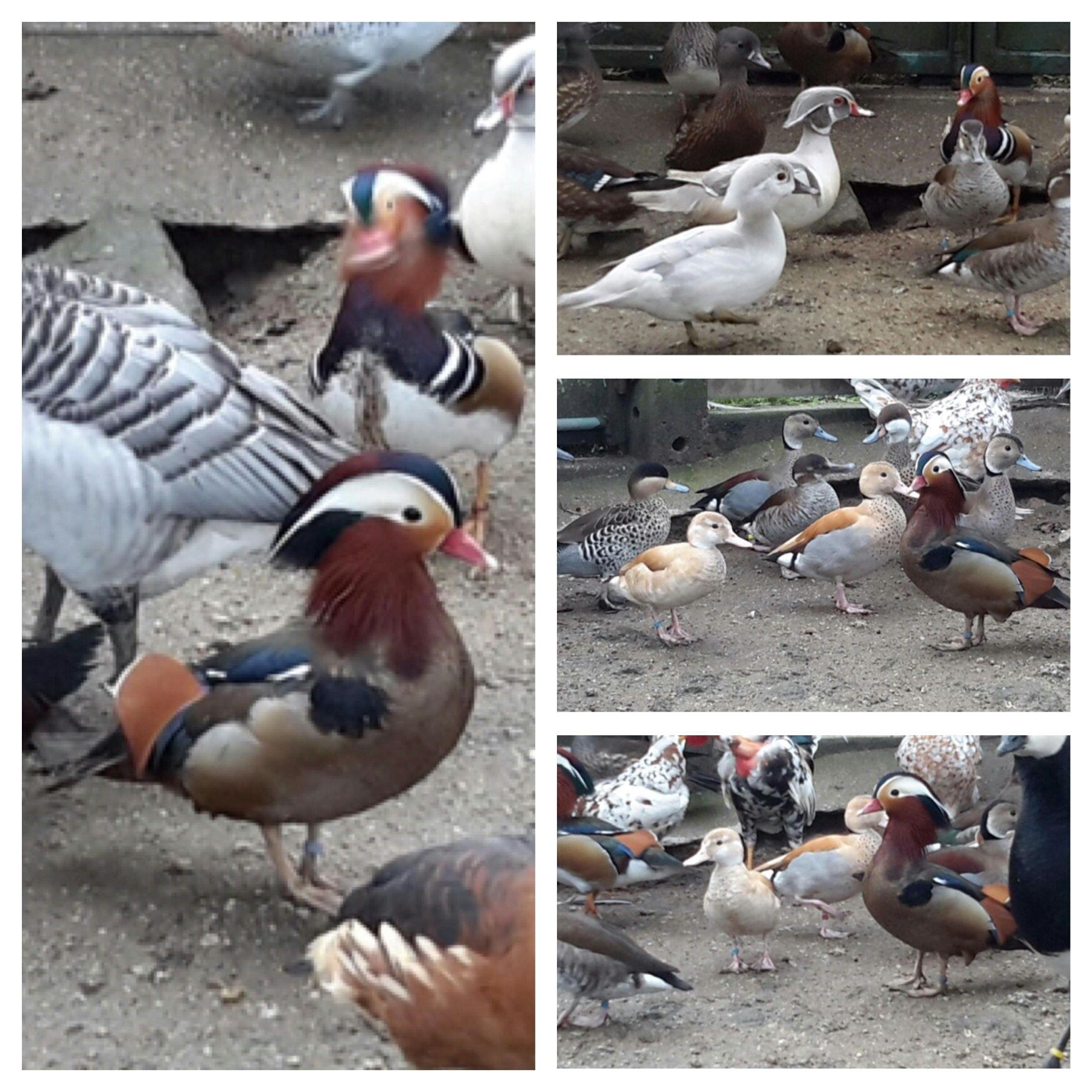 Frangos/ Galinhas *entre outras aves*