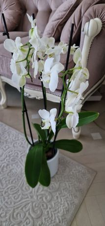 Срочно! Белая  цветущая орхидея