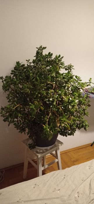 Drzewko szczęścia Grubosz