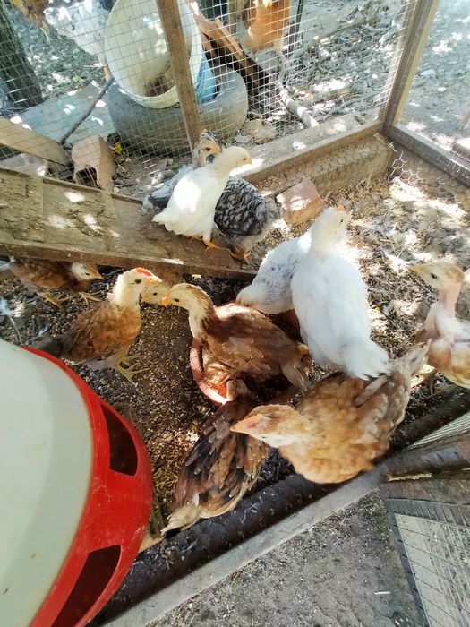 Vendo 7 pintos alimentados com alimentação biológica