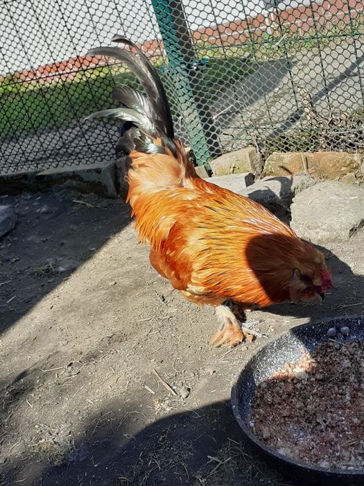 Ładny kogut ozdobny