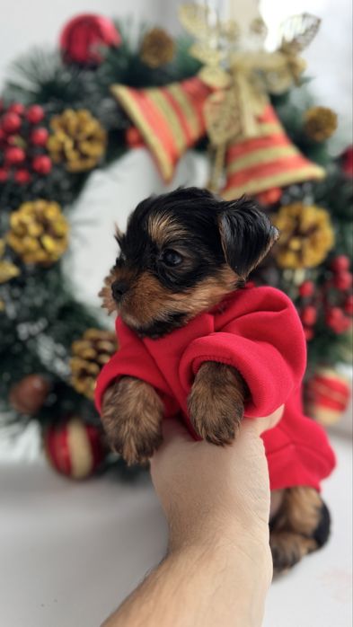 Йорк міні хлопчик