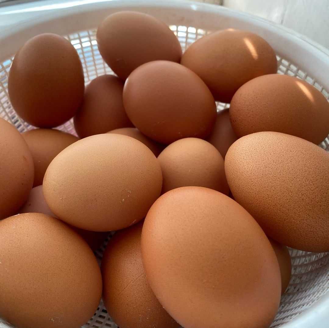 Домашні яйця курячі