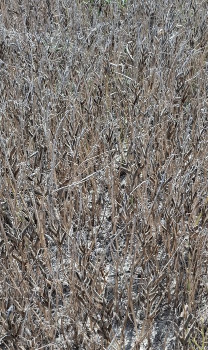 Łubin żółty słodki