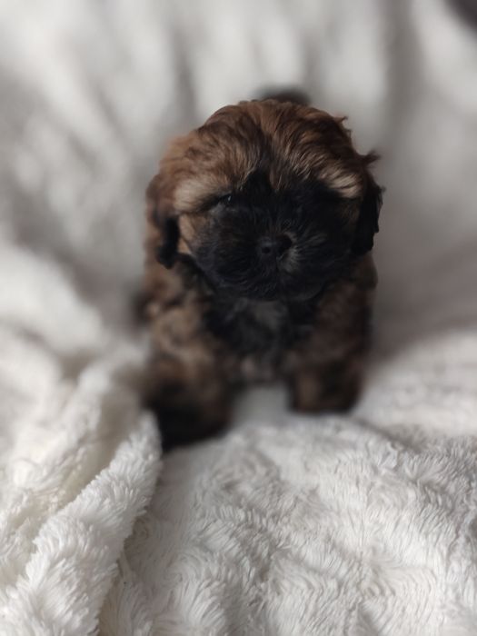 Shihpoo. Chłopczyk Pluto. Hybryda. Pudel toy/ shih tzu. Badania