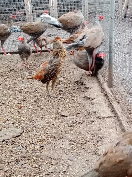 Sprzedam bażanty ozdobne