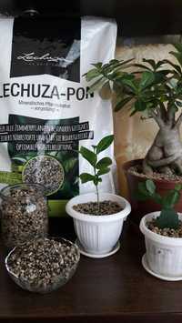 Lechuza-pon(Лечуза-пон) - здоровье Вашего растения.