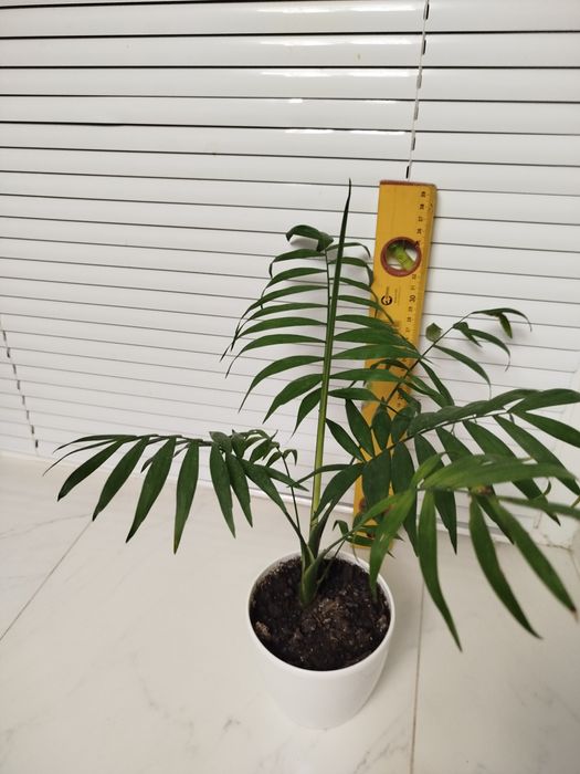 Пальма Хамедорея