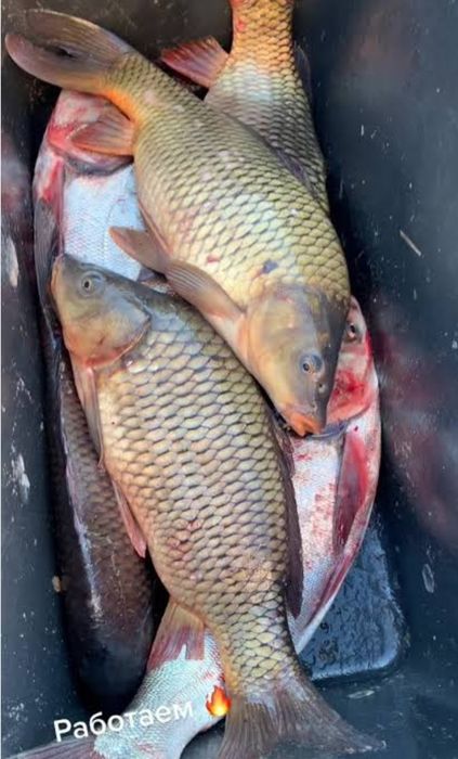 Продам рибу товарну