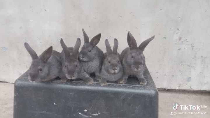 Кролики шиншили, боргундія і віденські голубі