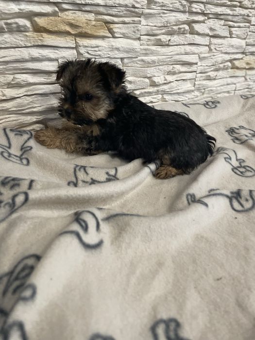 Sunia yorkshire terrier rodowód york