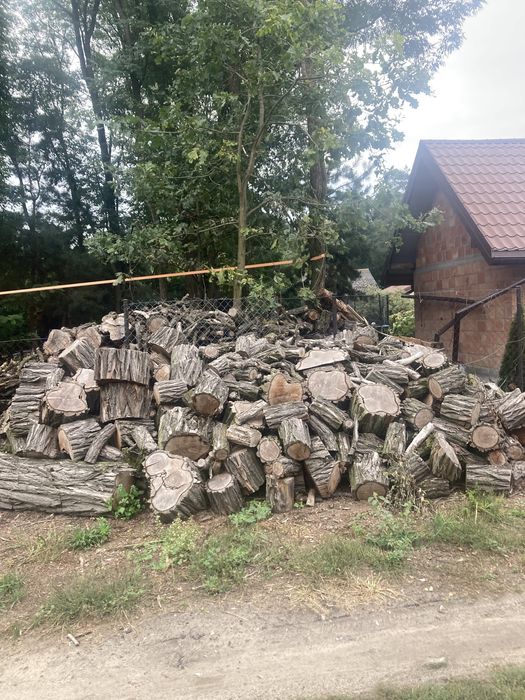 Sprzedam drzewo akacjowe