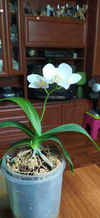 Домашние адаптированные орхидеи.
