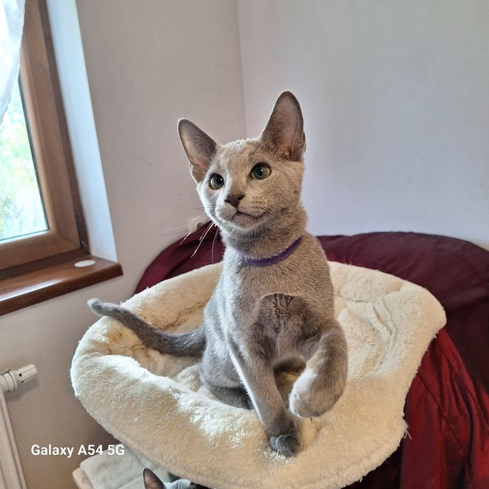 Kocurek rosyjski niebieski