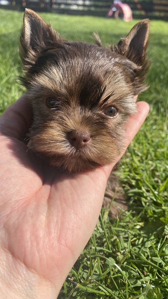 Chocolate Tan  Yorkshire Terrier / brązowy York